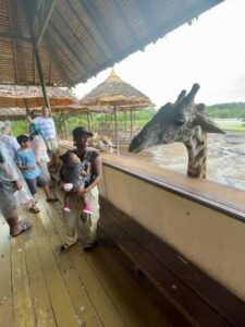 Safari World Park feeding giraffes