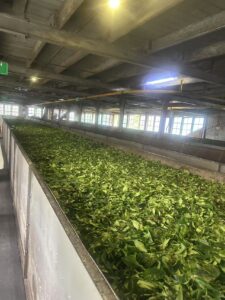 Summer Adventure: Ceylon tea