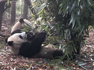  Chengdu Research Panda Base
