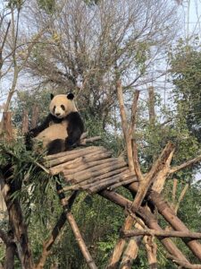  Chengdu Research Panda Base