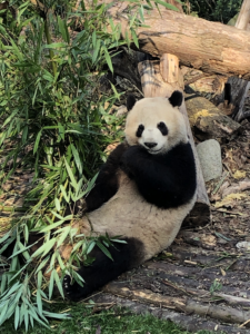  Chengdu Research Panda Base