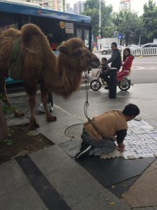Camel Christmas in Shenzhen