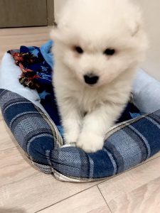 Samoyed puppy rescue