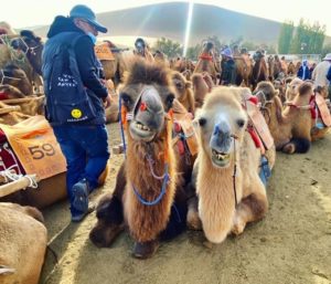 Gansu province China camels