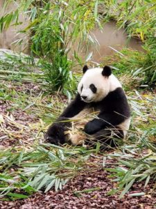 Chengdu Panda Reserve - expat teacher travels