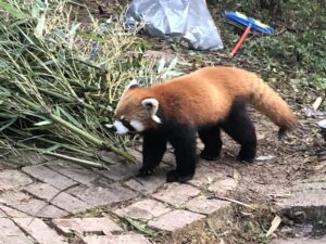  Chengdu Research Panda Base - Red Panda